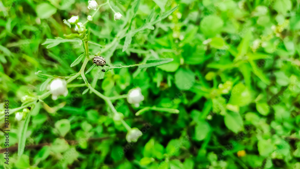 selective focus on a black and white bug on a flower plant selective focus on a black and white bug on a flower plant