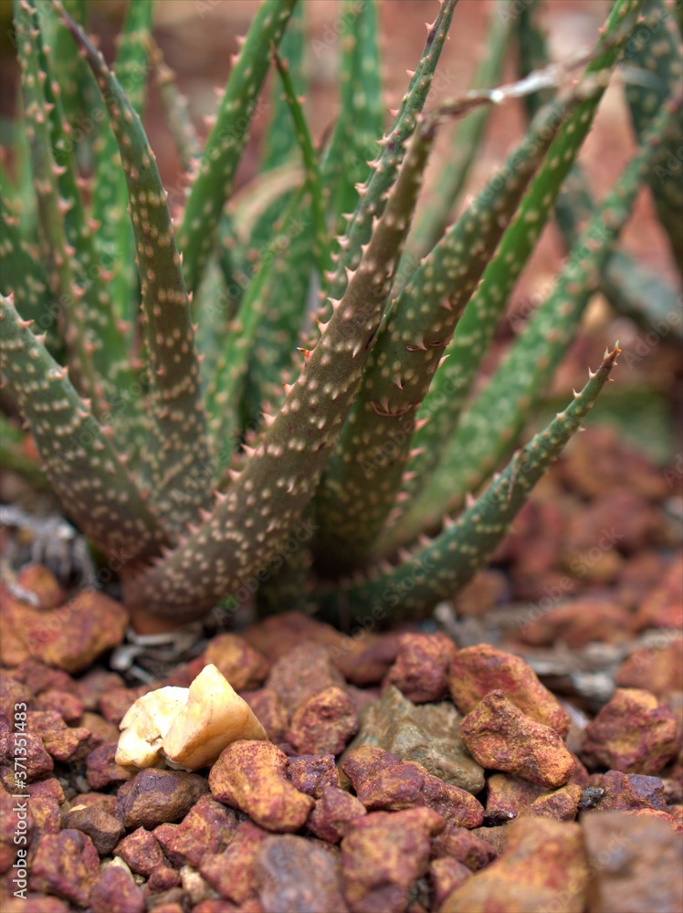 Closeup succulent Fasciated haworthia, fasciata plants ,cactus desert ,macro image background Closeup succulent Fasciated haworthia, fasciata plants ,cactus desert ,macro image background