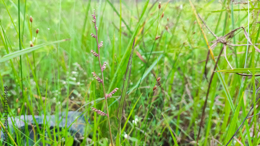 selective focus on beautiful flower of grass selective focus on beautiful flower of grass