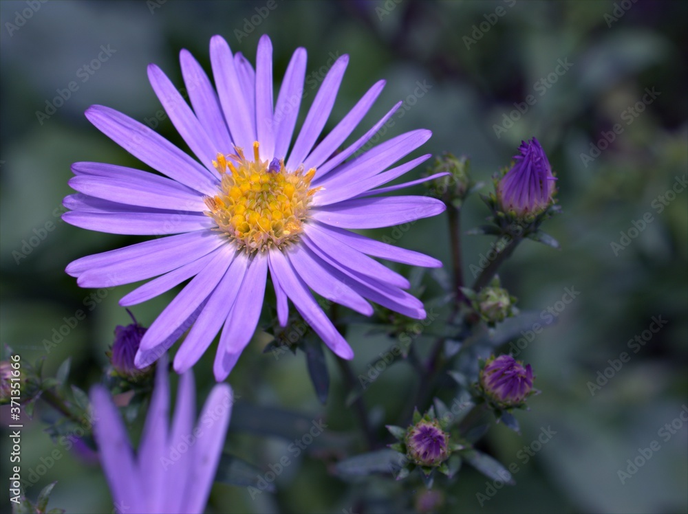 Obraz premium close up petals of purple Aromatic aster , oblongifolius flower plants in garden with sunshine and blurred background , macro image ,sweet color for card design