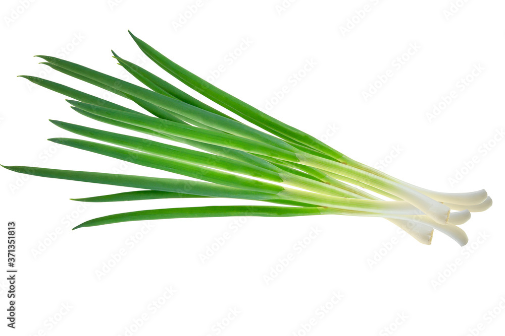 fresh scallion isolated on white background fresh scallion isolated on white background