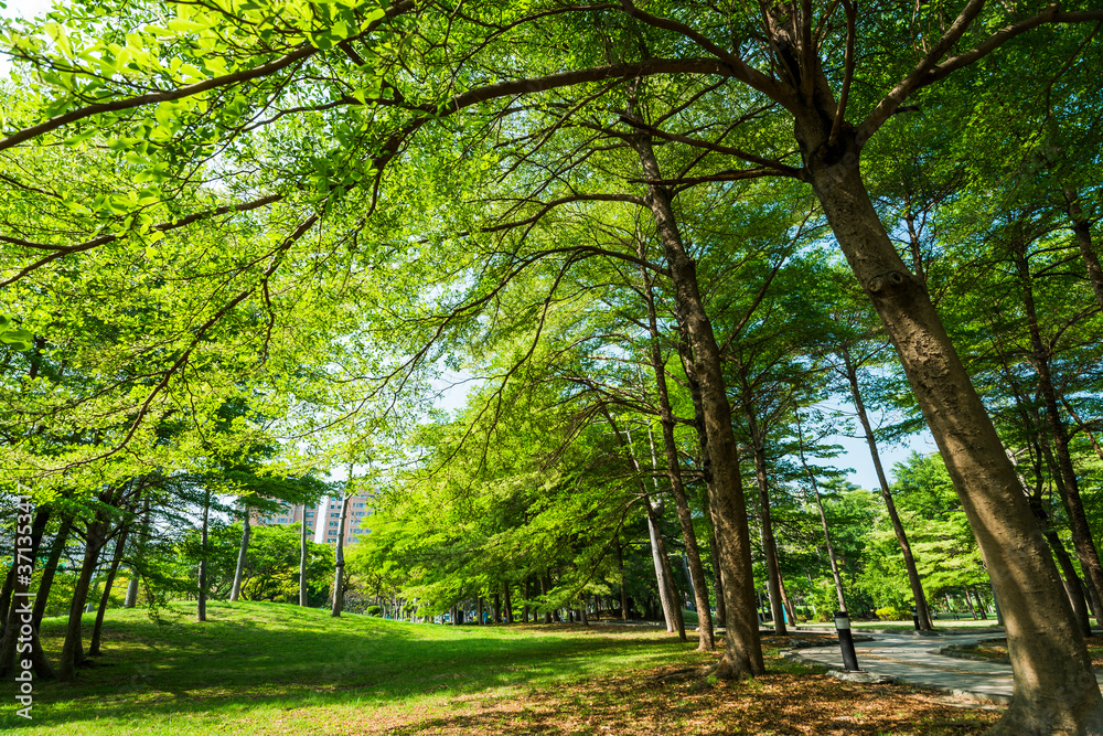 Lush green trees with blue sky as background Lush green trees with blue sky as background