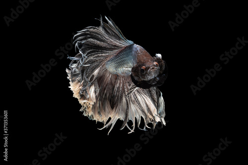 Swimming Action of Betta, Siamese fighting fish; Halfmoon silver and white betta isolated on black background