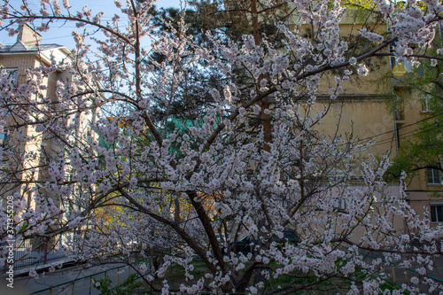 Cherry blossom in spring in the city center