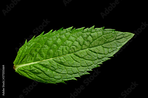 Spearmint herb leaf closeup
