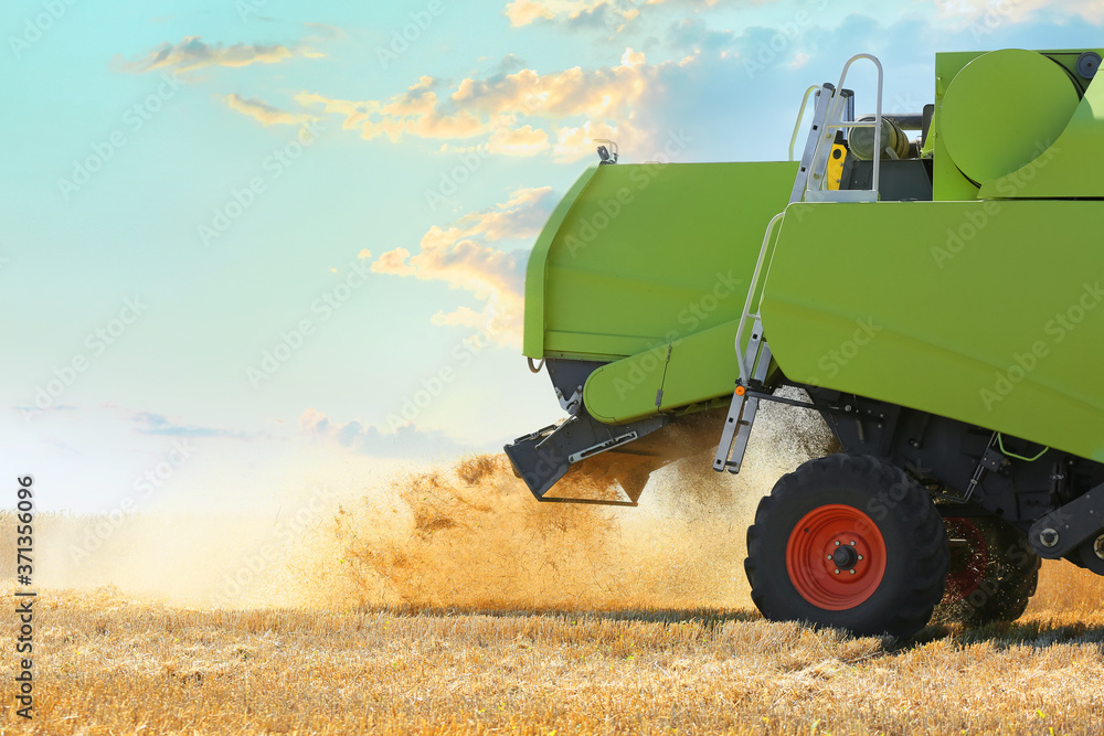 Obraz premium Combine harvester in wheat field