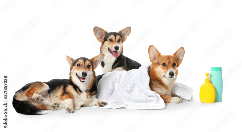 Cute corgi dogs with towel and shampoo on white background