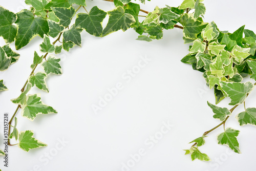 Botanical frame : Ivy on a white background.
