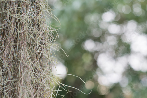 Spanish moss