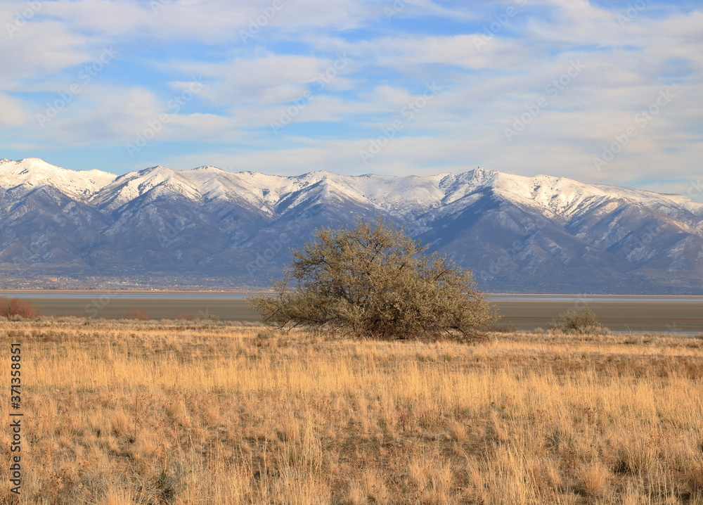 Lone tree and the Wasatch Mountains, Antelope Island State Park, Utah Lone tree and the Wasatch Mountains, Antelope Island State Park, Utah