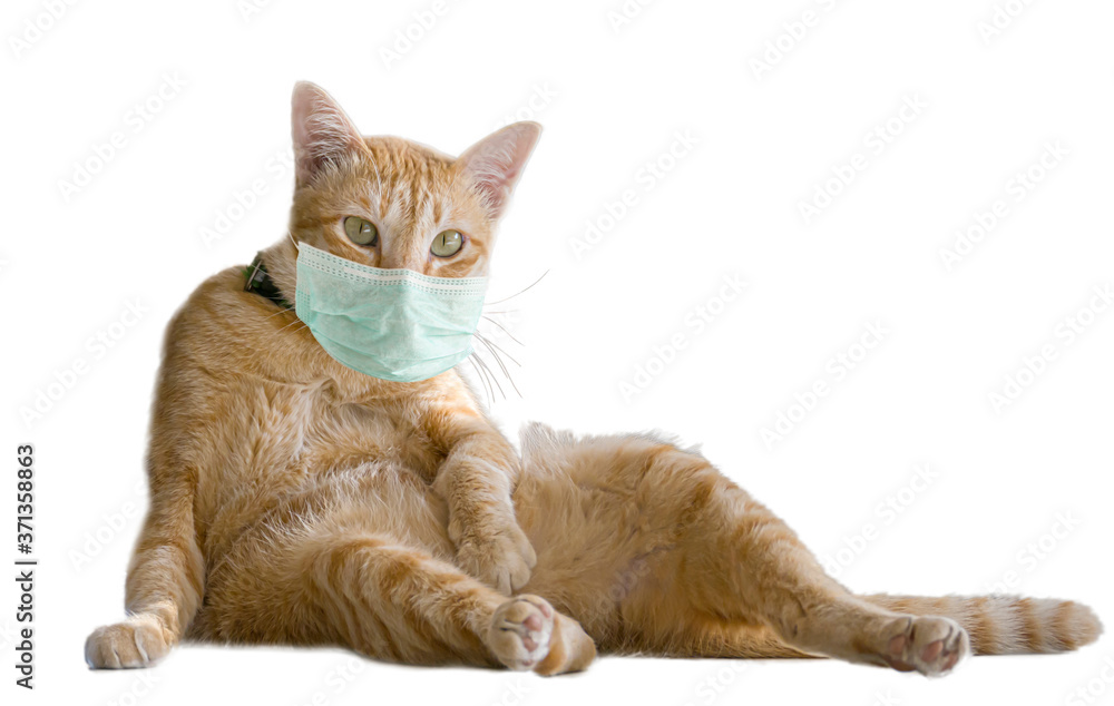 Orange cat wearing a mask against coronavirus isolated on white background