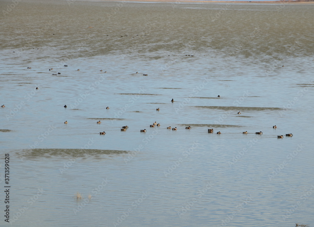 Flocks of sea birds at Antelope Island, Salt Lake City, Utah