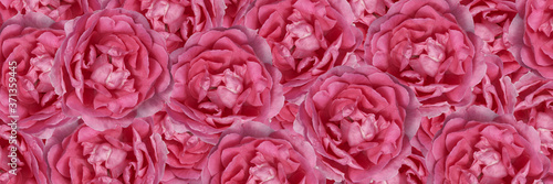 Floral background of pink roses.