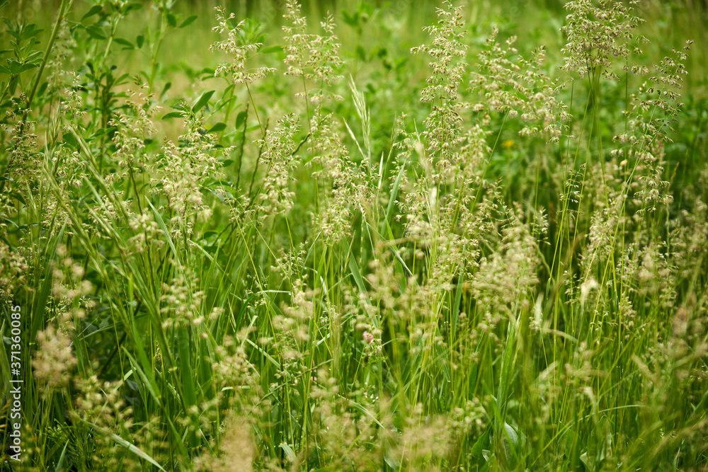 Obraz premium trawa ,łąka