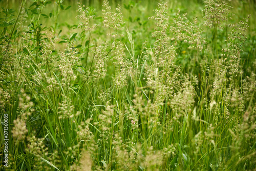 trawa ,łąka