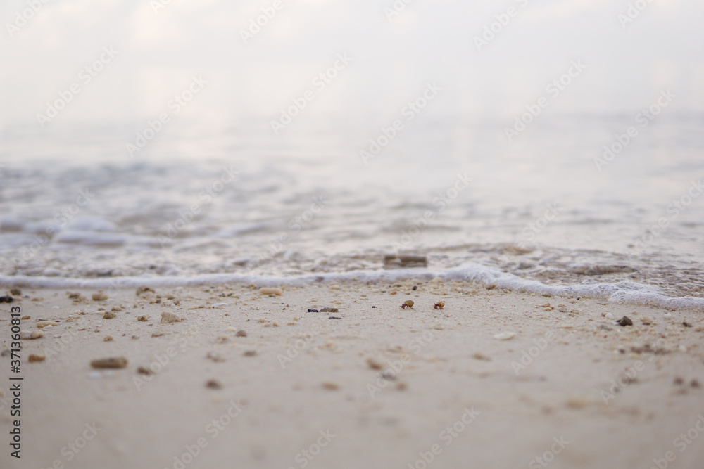 small hermit crab on white sand beach in the Philippines