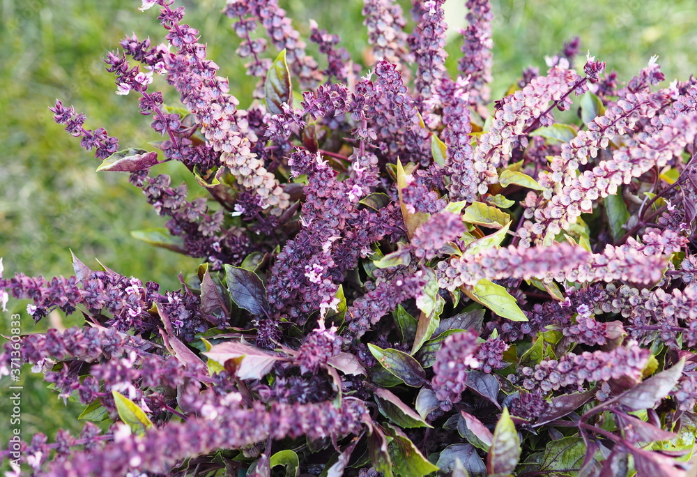 Fototapeta premium Freshly picked purple flowers of basil plant on green lawn background.Autumn photo with herbs