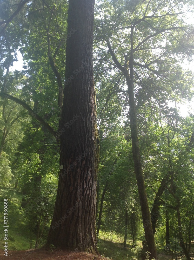Fototapeta premium rural trees