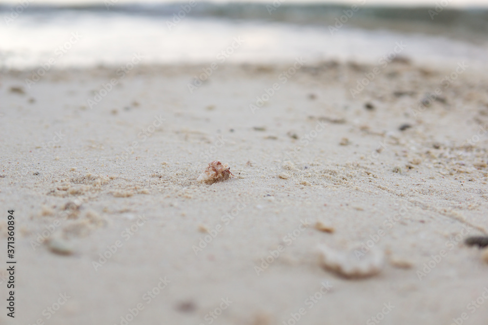 small hermit crab on white sand beach in the Philippines