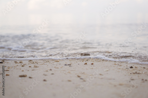 Obraz na płótnie small hermit crab on white sand beach in the Philippines w salonie