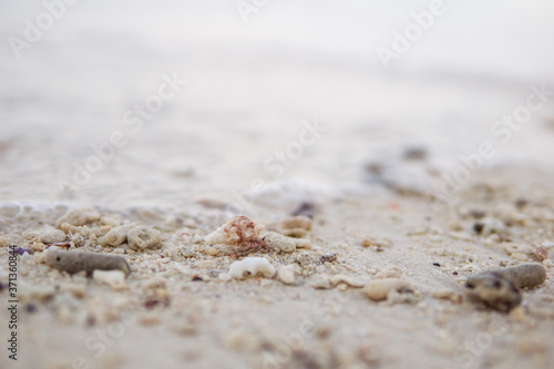small hermit crab on white sand beach in the Philippines
