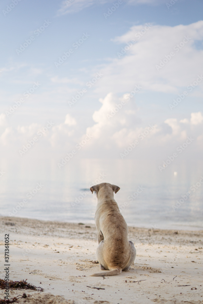 dog sitting on white sand beach in the Philippines facing the sea at sunrise