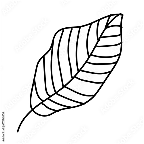 Autumn line art beech leaf. Hello autumn concept. Suitable for collage, postcards, stickers, posters, stamps, logos, labels and more. Modern hand-drawn Vector illustration isolated on white.