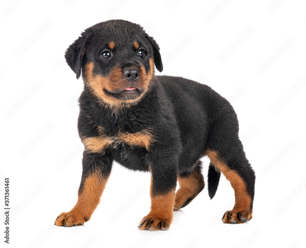 puppy rottweiler in studio