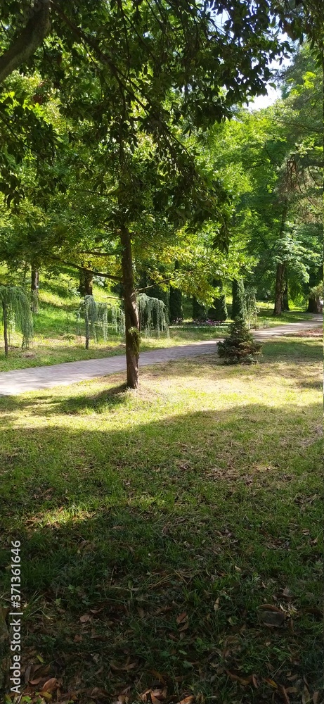 Obraz premium rural trees