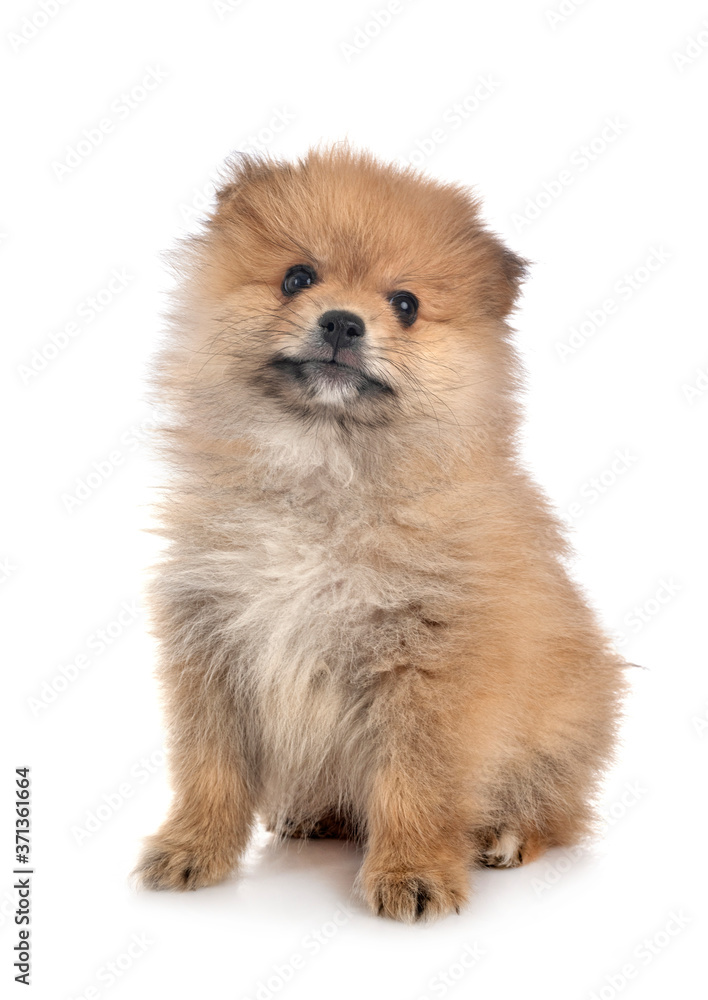 puppy pomeranian in studio