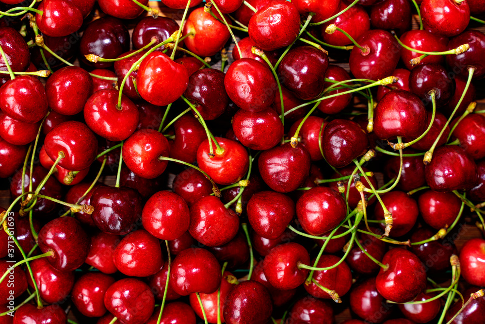 Berry cherry background. Lots of juicy cherries Berry cherry background. Lots of juicy cherries