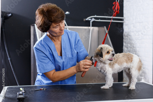 Valokuva Portrait of caring elderly woman grooming cute havanese dog in professional pet salon