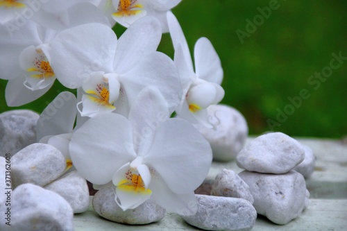 orchideen und steine 