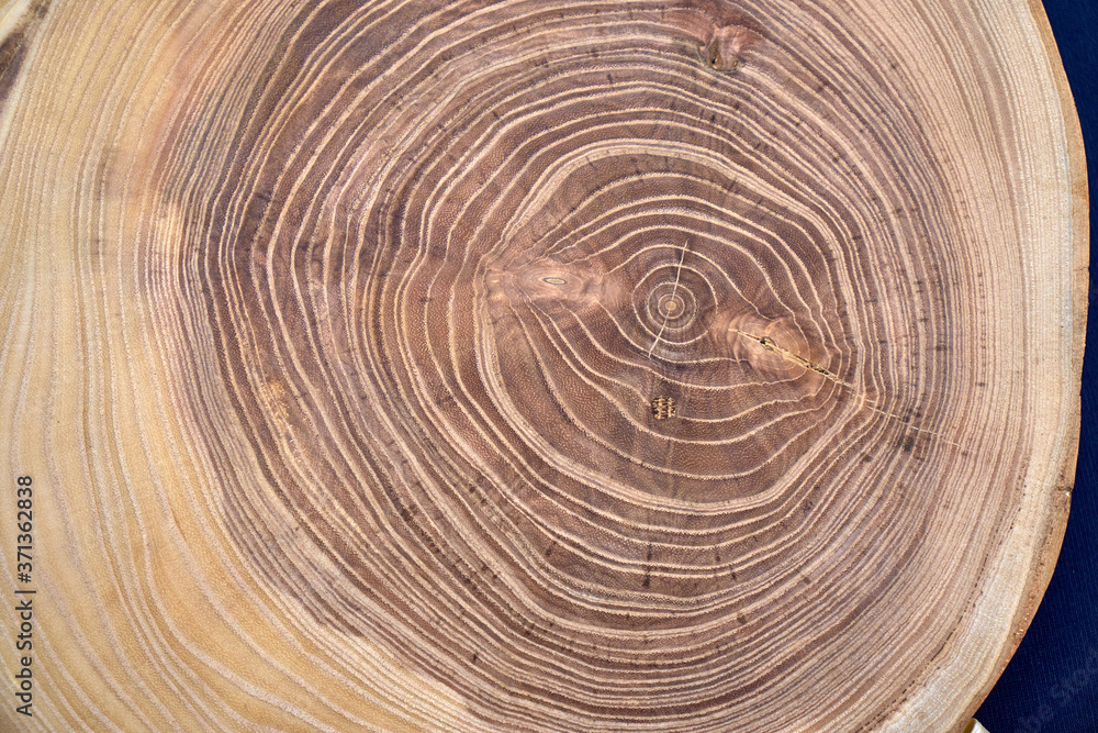 The image of the cut tree. Acacia. The image of the cut tree. Acacia.