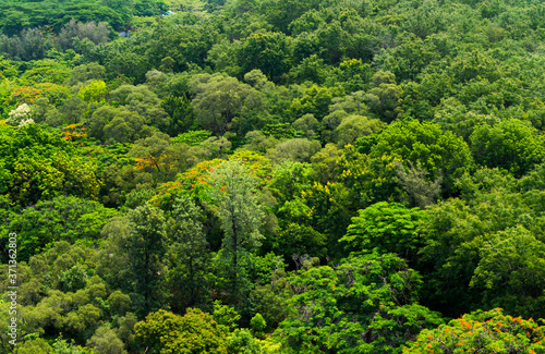 The lush green forest as background