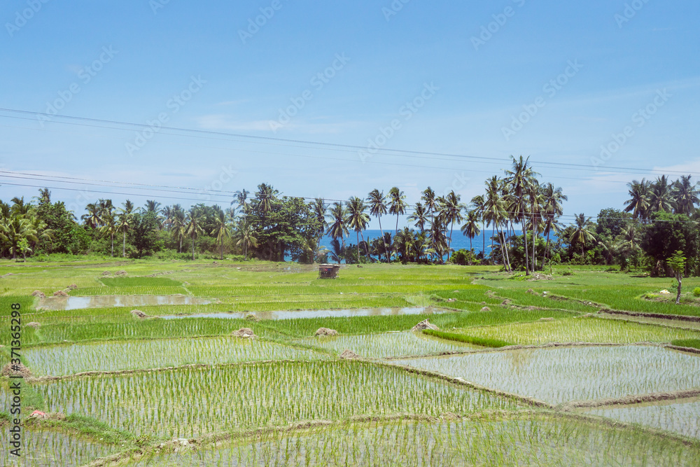 beautiful green rice fields flooded with water with trees and sea in the background
