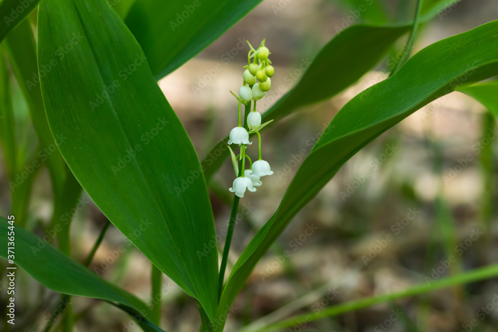 Lily of the valley flower in spring forest Lily of the valley flower in spring forest