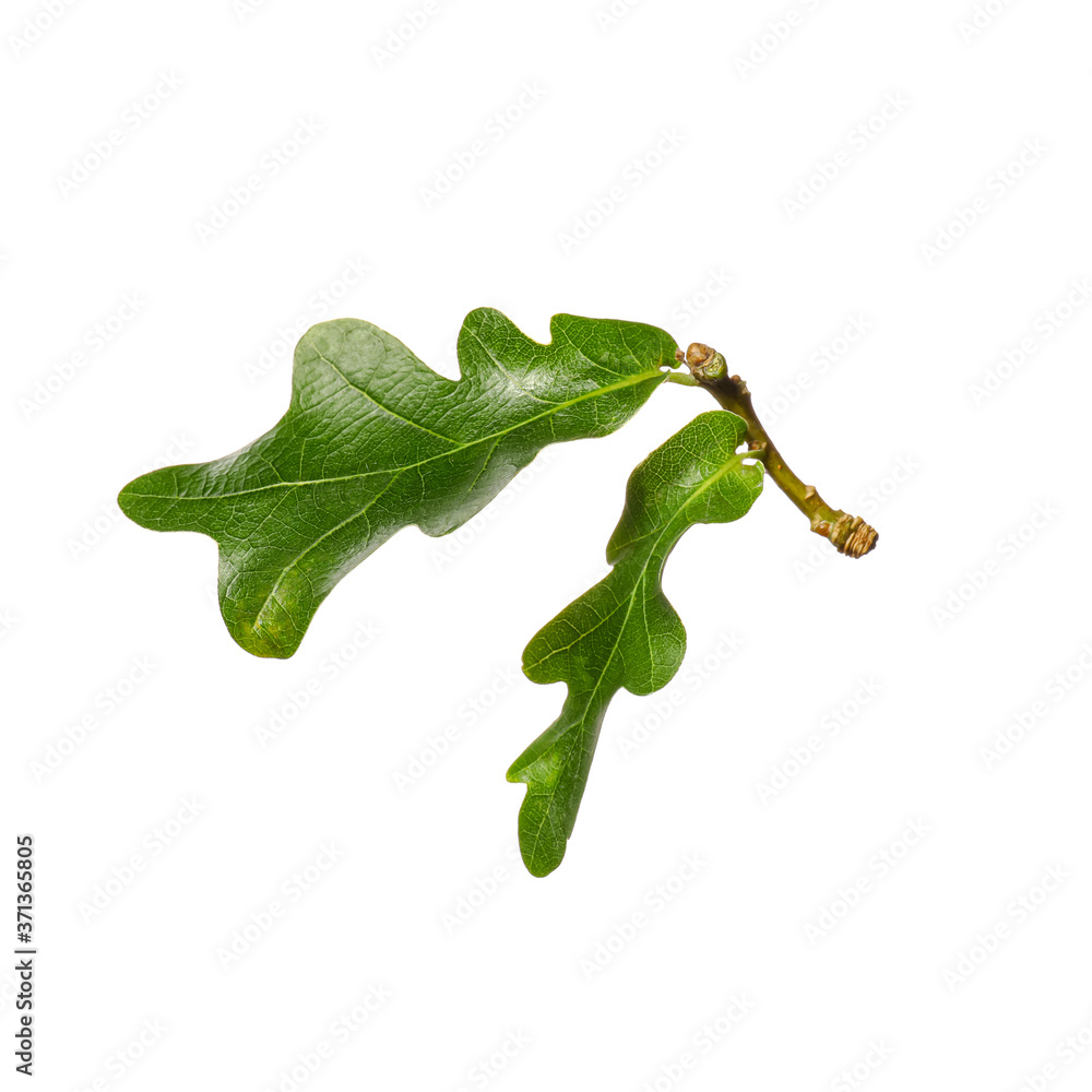 Green oak leaves on white background Green oak leaves on white background