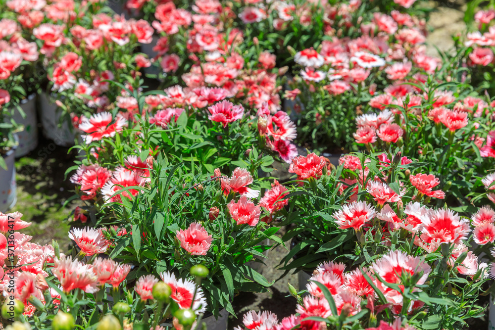Carpet of flowered pink and red carnations