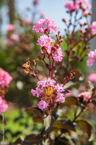 Small flowers of pink lagerstroemia indica