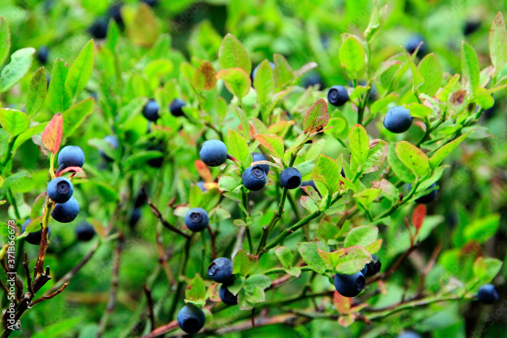 Die wilde Blaubeere (Vaccinium myrtillus) ist reich an Vitaminen. Thüringen, Deutschland, Europa Die wilde Blaubeere (Vaccinium myrtillus) ist reich an Vitaminen. Thüringen, Deutschland, Europa