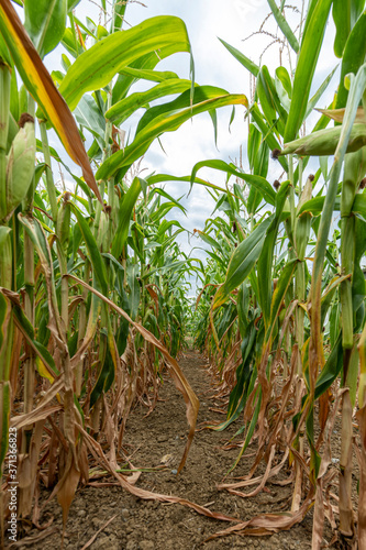 Ripe corn plants grown in rows in a field with a cloudy sky