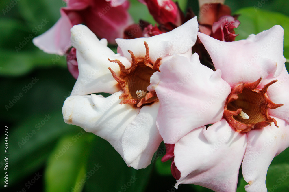 Soft pink flowers blossom in the garden Soft pink flowers blossom in the garden