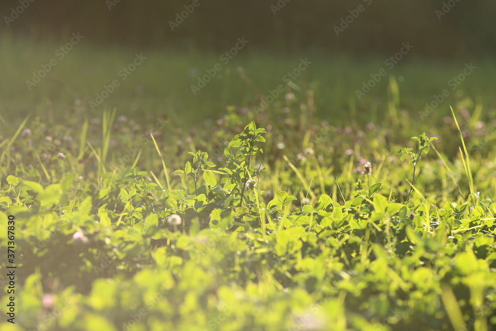 Green meadow under blue sky with sunray and pink flowers