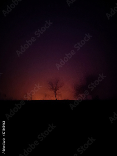 sunset in the forest