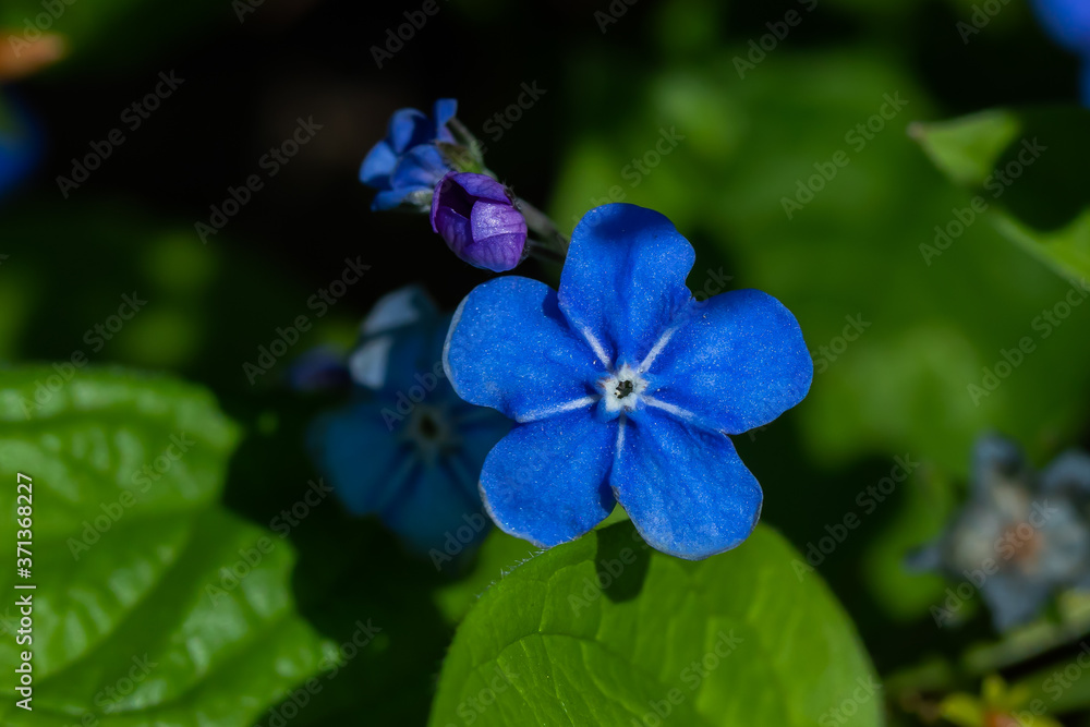 Forget-me-not flowers in spring garden, macro photography Forget-me-not flowers in spring garden, macro photography