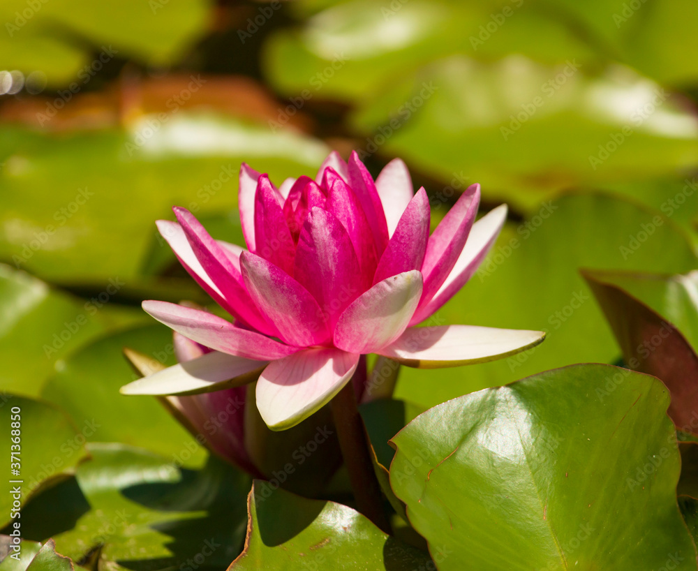 flowers water lilies on the pond flowers water lilies on the pond
