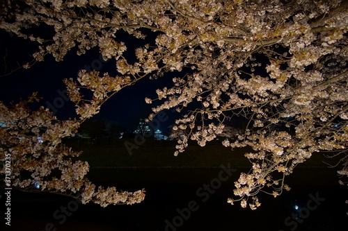 SAKURA, Night scenery at Matsumoto castle in Nagano, Japan