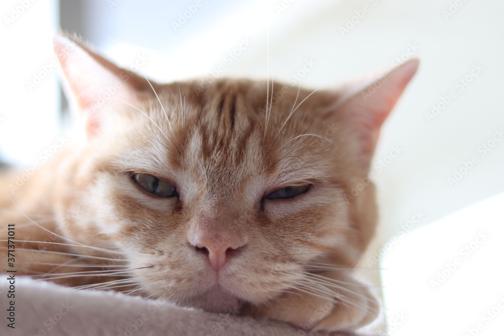 正面から眠そうな猫アメリカンショートヘア
From the front, a sleepy cat American shorthair.