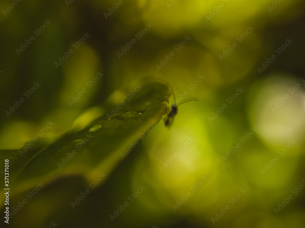 fly on leaf fly on leaf